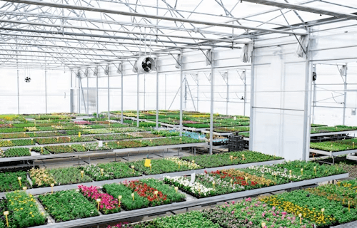 Modern greenhouse interior with rows of plants